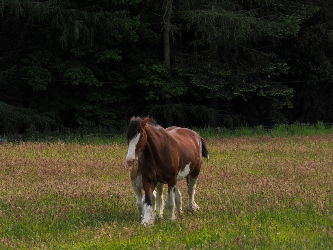 Brown horse with white markings walking in a green meadow surrounded by trees.