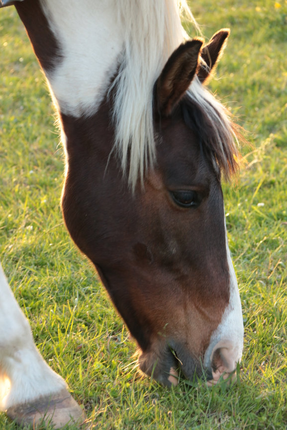Close-up of a brown and white horse grazing on green grass in a sunny field.