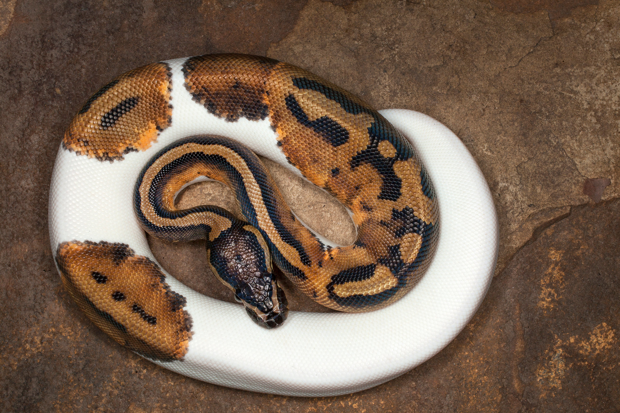 Ball python - Jim Zuckerman photography & photo tours
