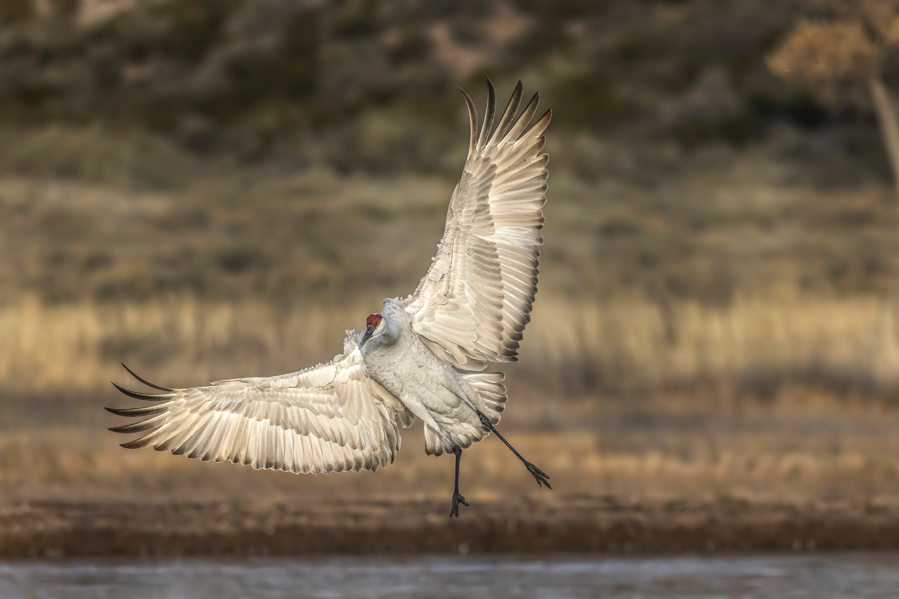 Sandhill crane landing, Bosque del Apache Jim Zuckerman photography