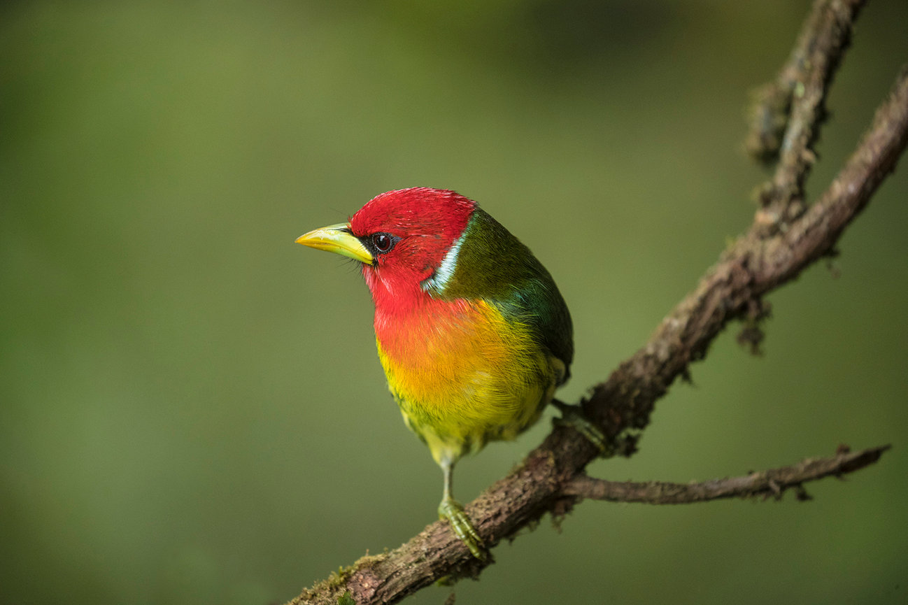 Birds Of Costa Rica - Jim Zuckerman Photography & Photo Tours