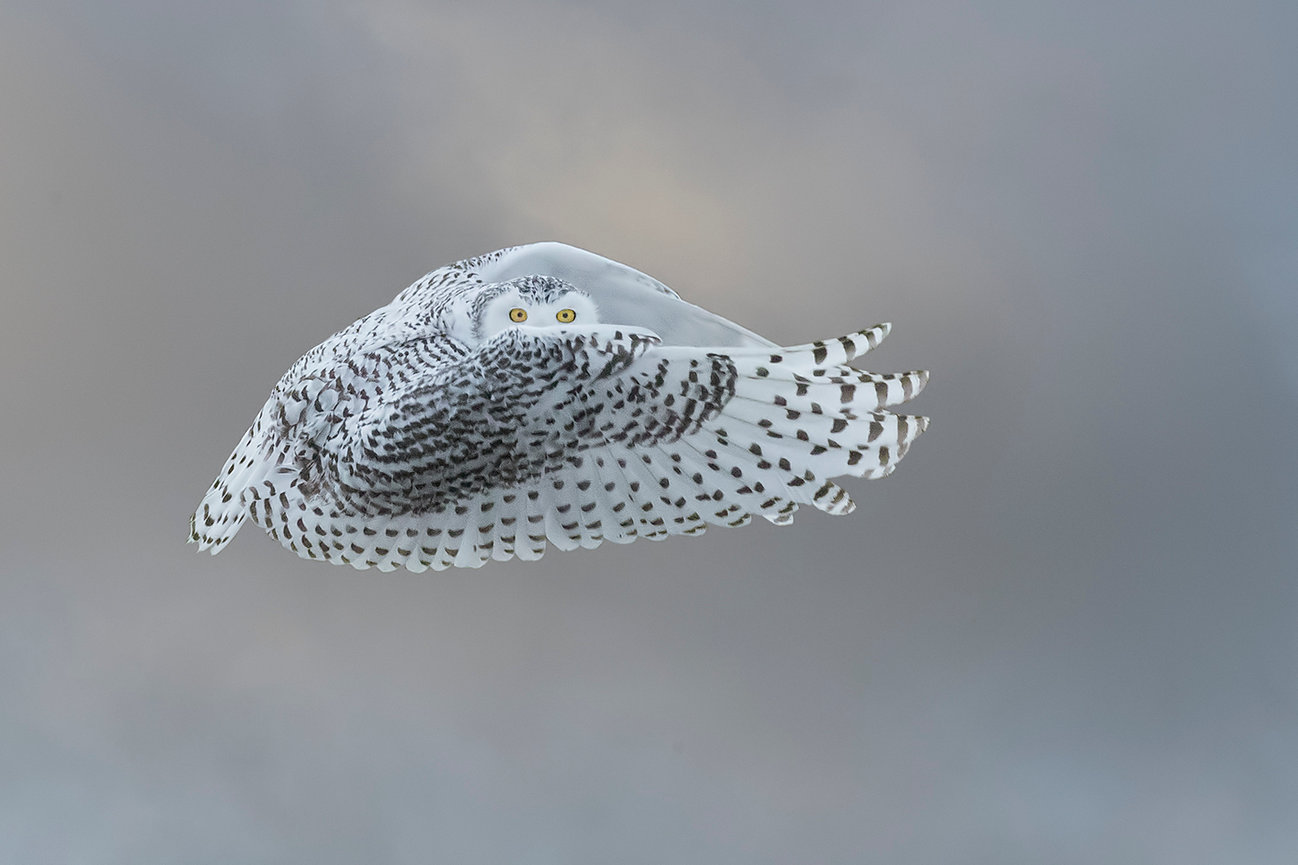 Snowy Owls 2025 Jim Zuckerman Photography Photo Tours snowy-owls-2025-jim-zuckerman-photography-photo-tours