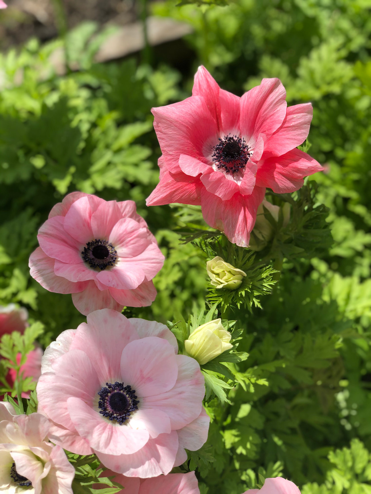 Anemone Bridal Bouquets