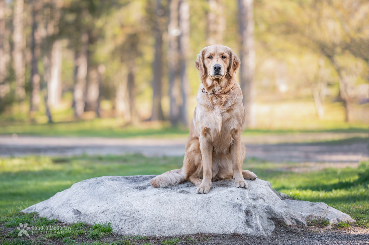 National Golden Retriever Day sandra mccarthy photography