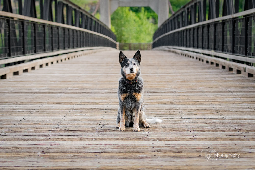 A blue heeler dog sitting on a wooden suspension bridge