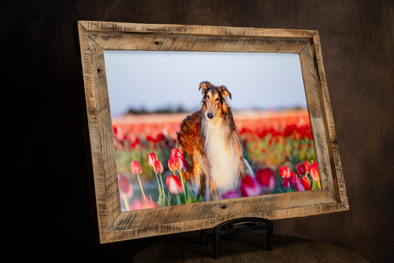 handcrafted-barn-wood-dog-portrait-frame-terri-jacobson-photography