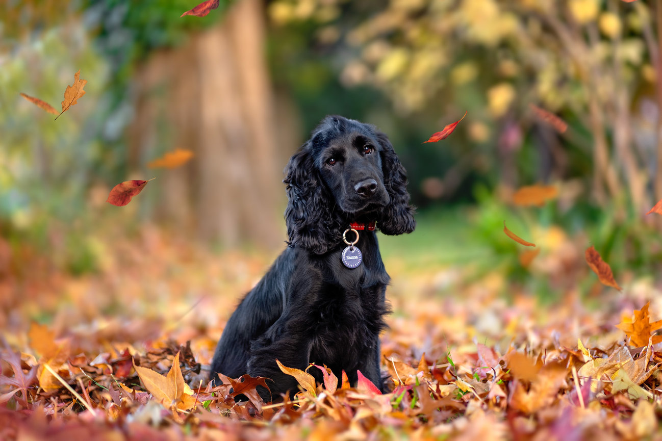 Ranna the black cocker spaniel in Canberra autumn with leaves falling for her pet photography session