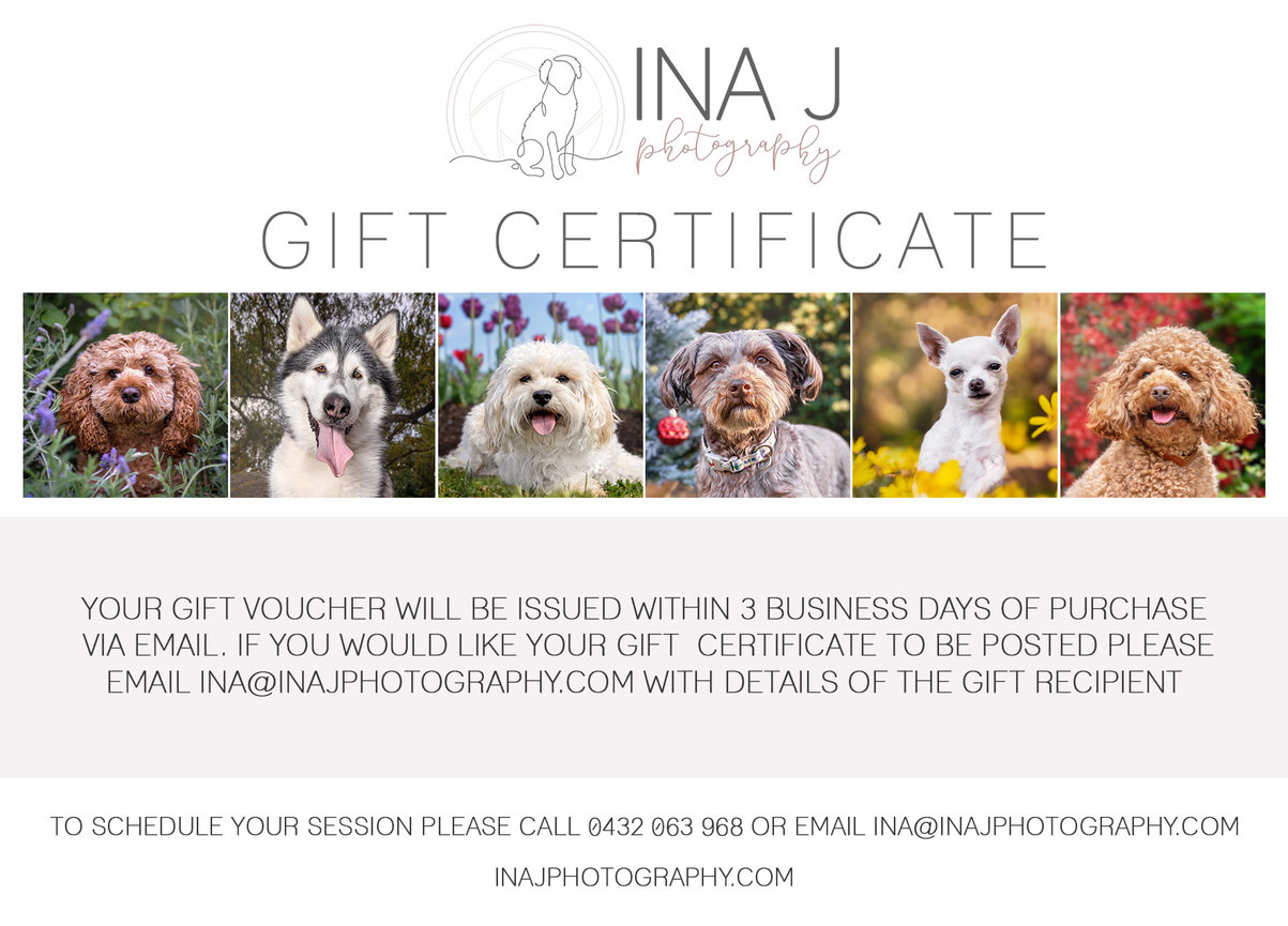 Gift Certificate Additional $1000 Credit Canberra Award Winning Pet and  Dog Photographer Ina J Photography