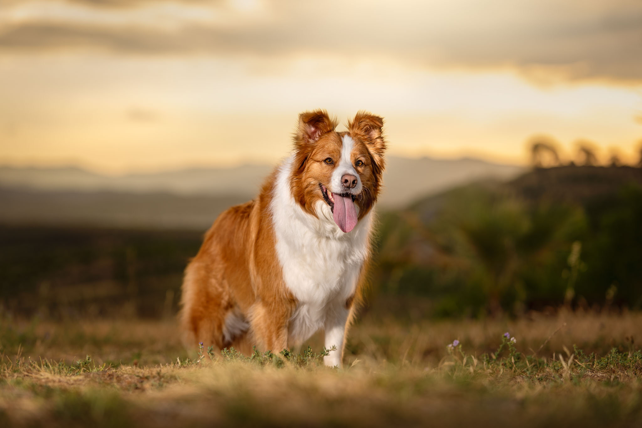 Photograph of a border collie at National Arboretum Canberra