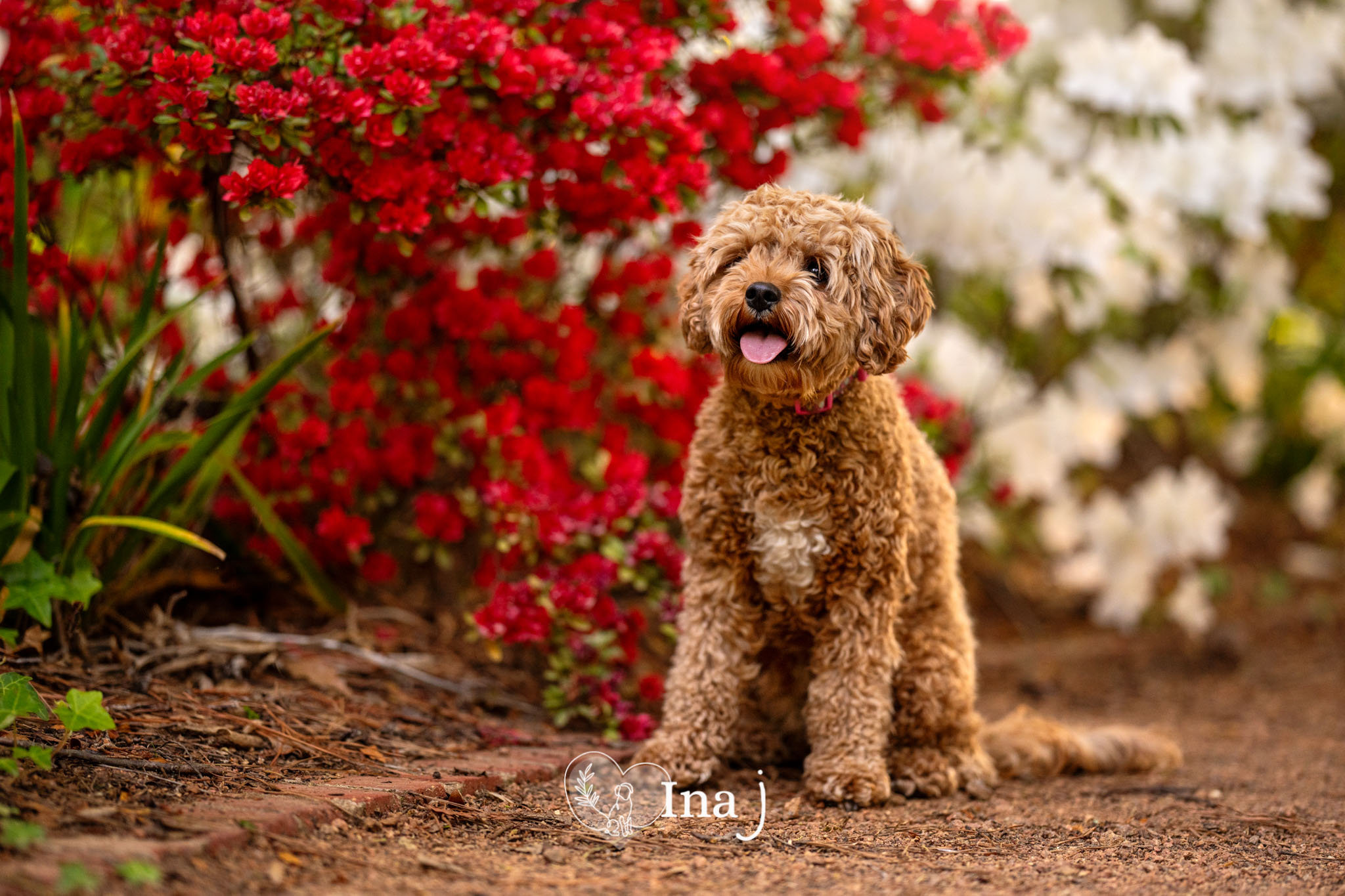 Springtime Dogs Photo Shoot Photo Ideas for Your Dog This Spring - Canberra Award Winning Pet and ...