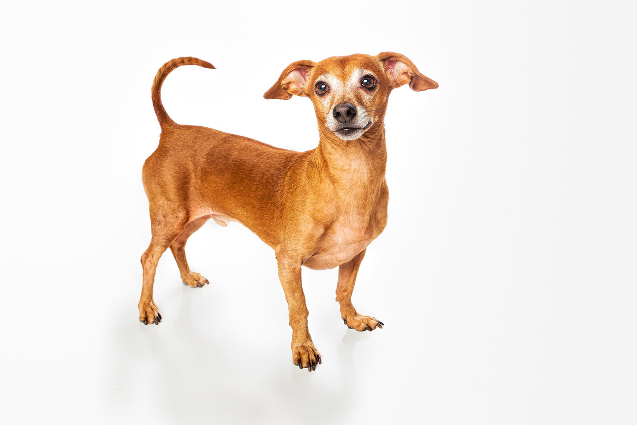 Dog portrait in the studio on white background.