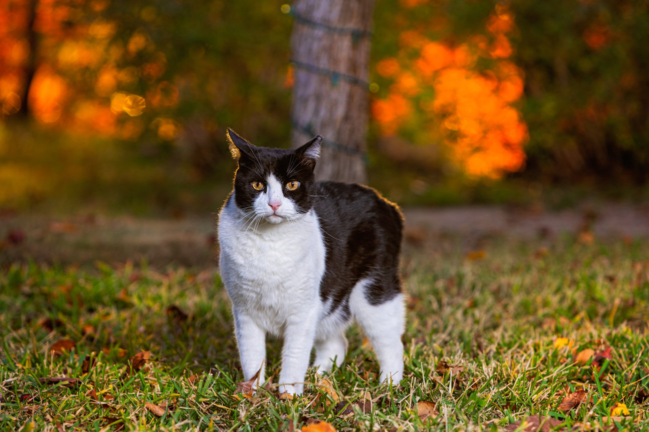 Image of a cat outside during sunset in Aledo.