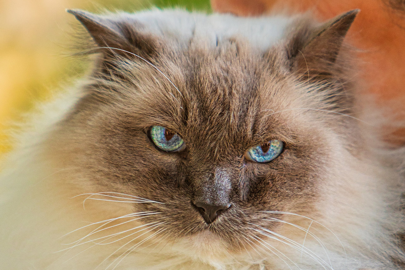 Headshot of a persian cat.