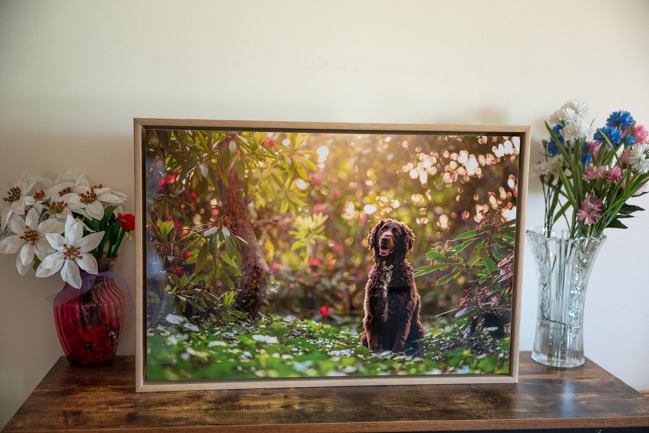 A framed canvas of a chocolate brown spaniel sitting in a sunlit garden, displayed on a wooden sideboard beside two vases of flowers