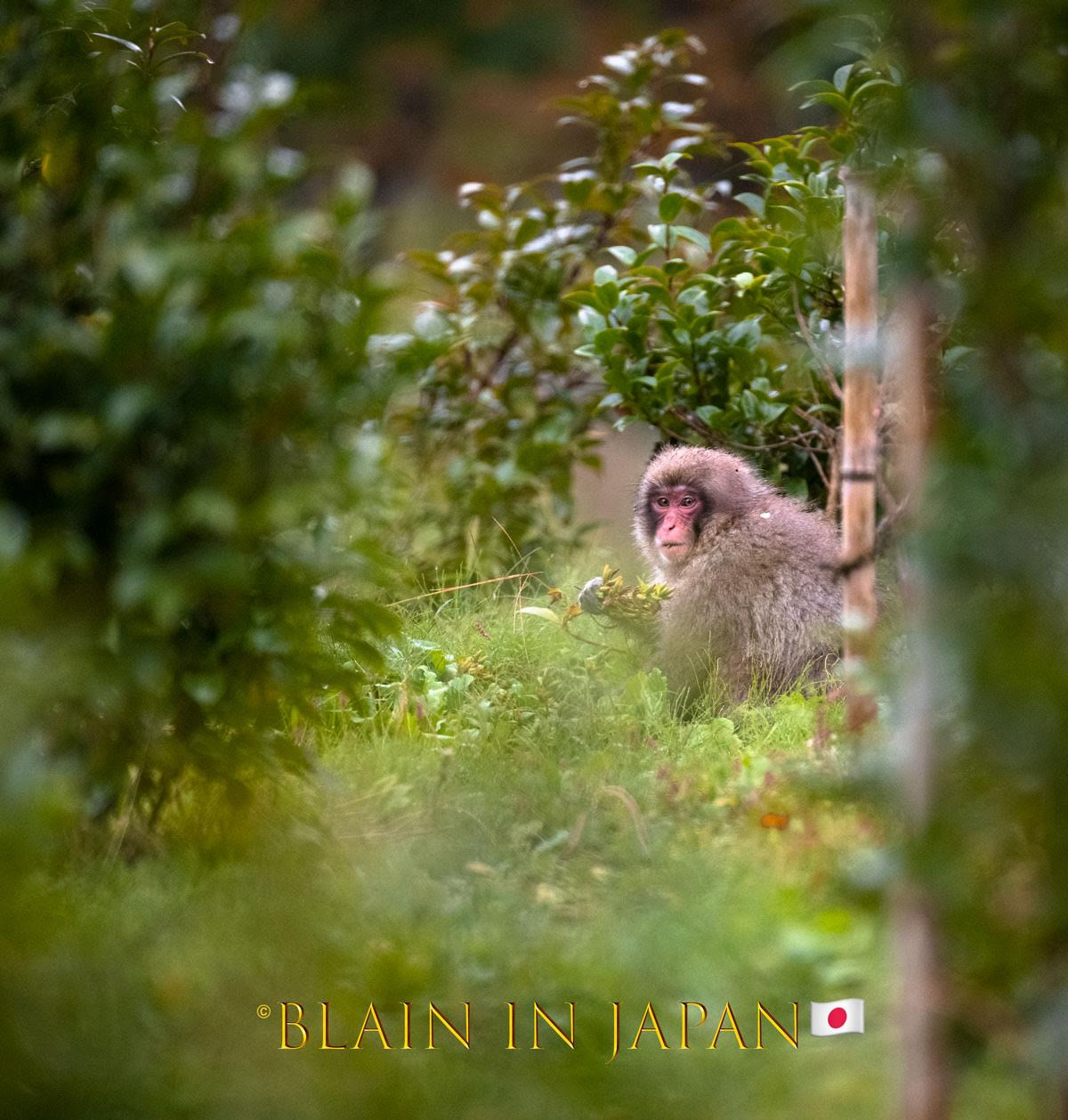 Snow Monkey Photo Tour Japan - Niigata, Nagano, or Anywhere Across