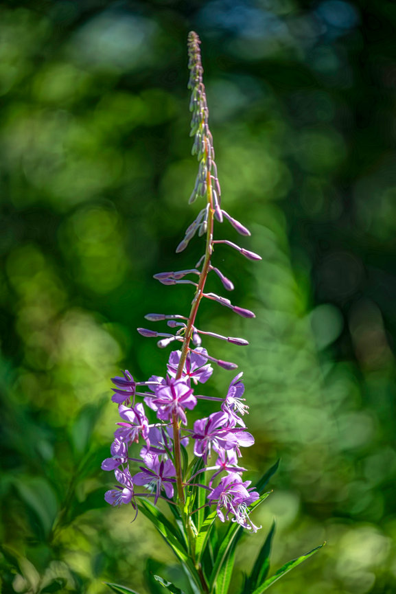 Pamela Dunn-Parrish Nature Photographer Artist