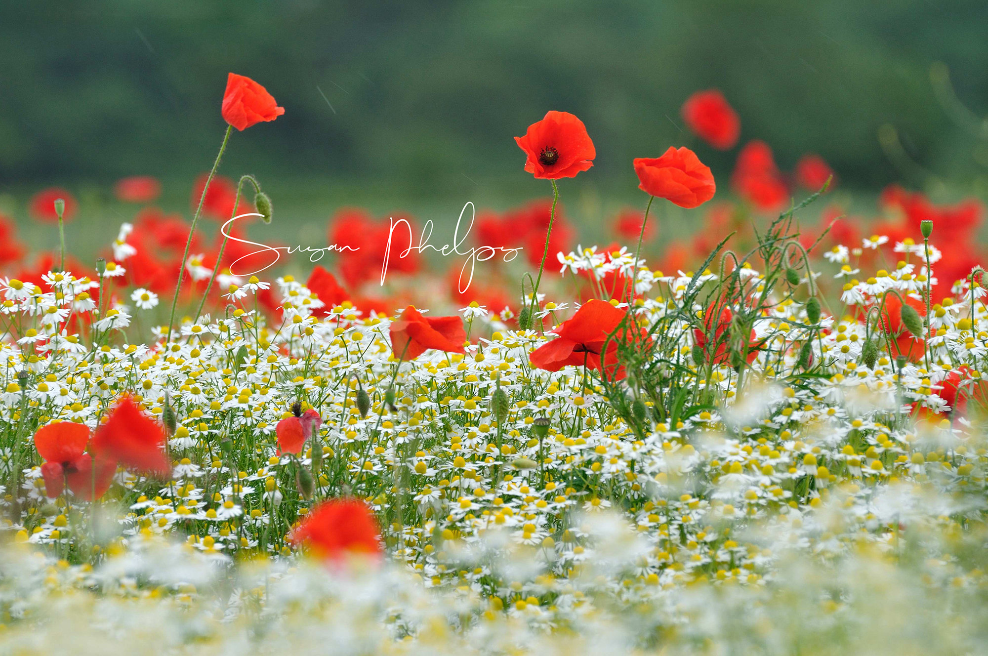 Ready to frame Poppy field Print - Susan Phelps Photography