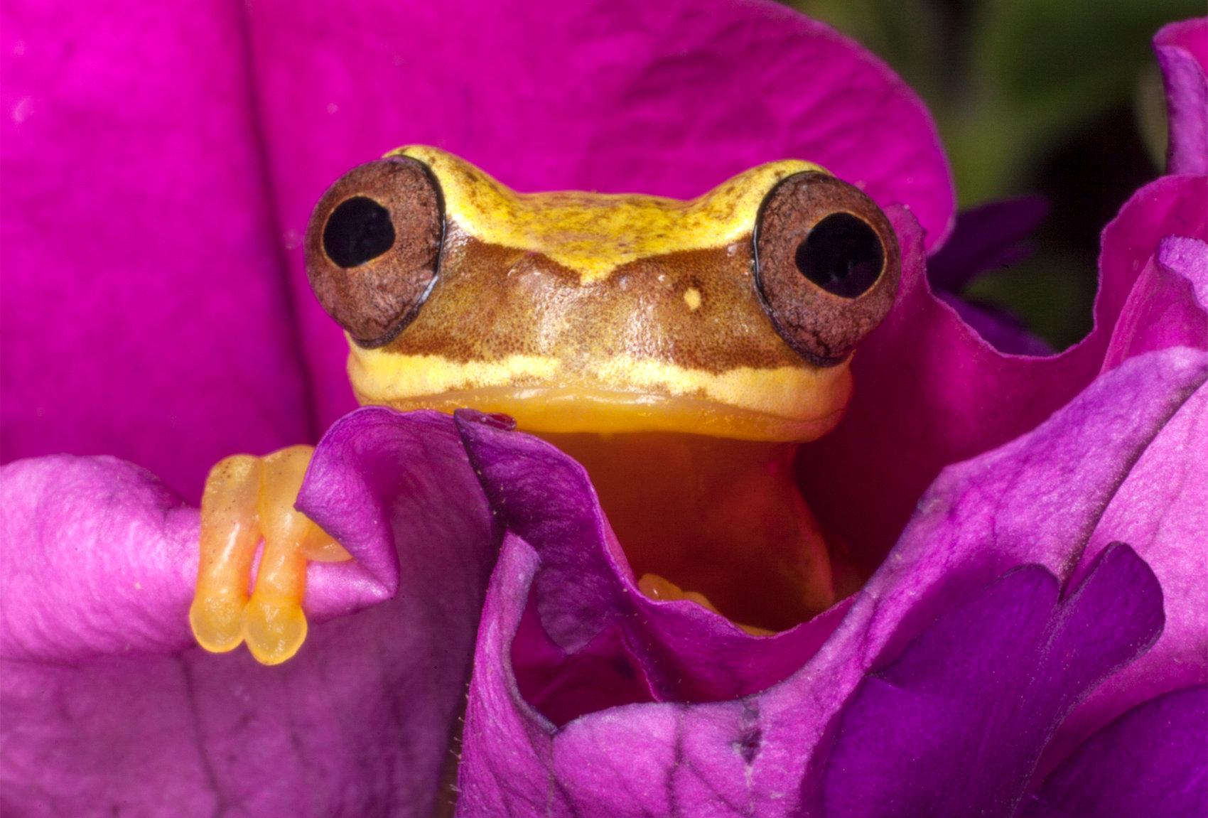 Macro with ring flash Jim Zuckerman photography & photo tours