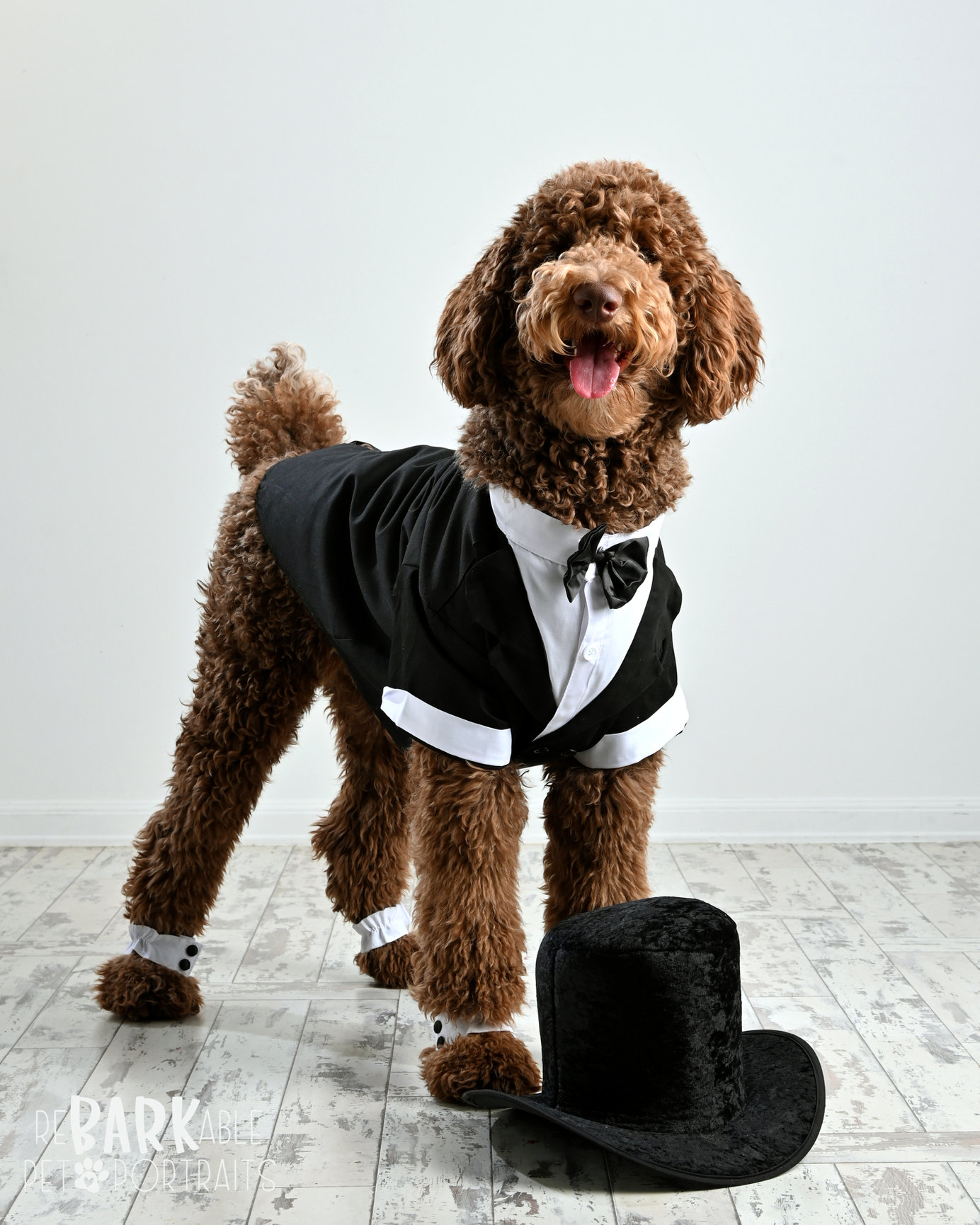 ReBARKable Pet Portraits Images by Kay & Co Photography