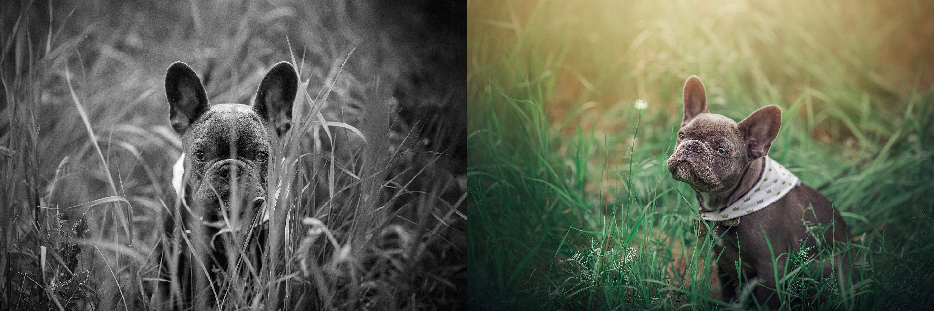 Couples Portrait Session • Kate + Brian • Calgary, Alberta Photographer -  Hocus Focus Photography